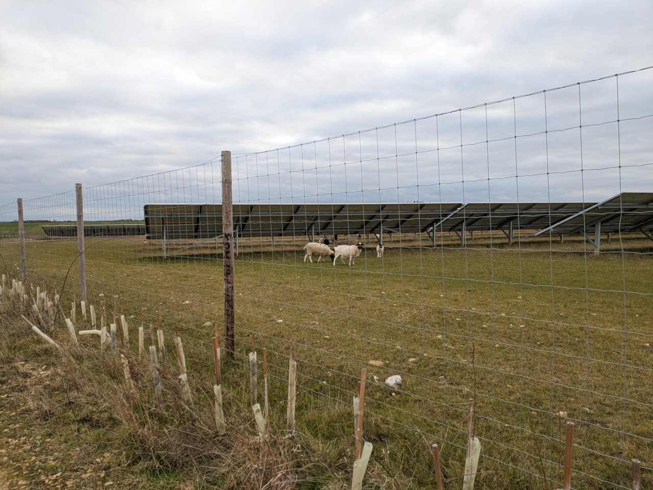 Sheep next to soloar farm.