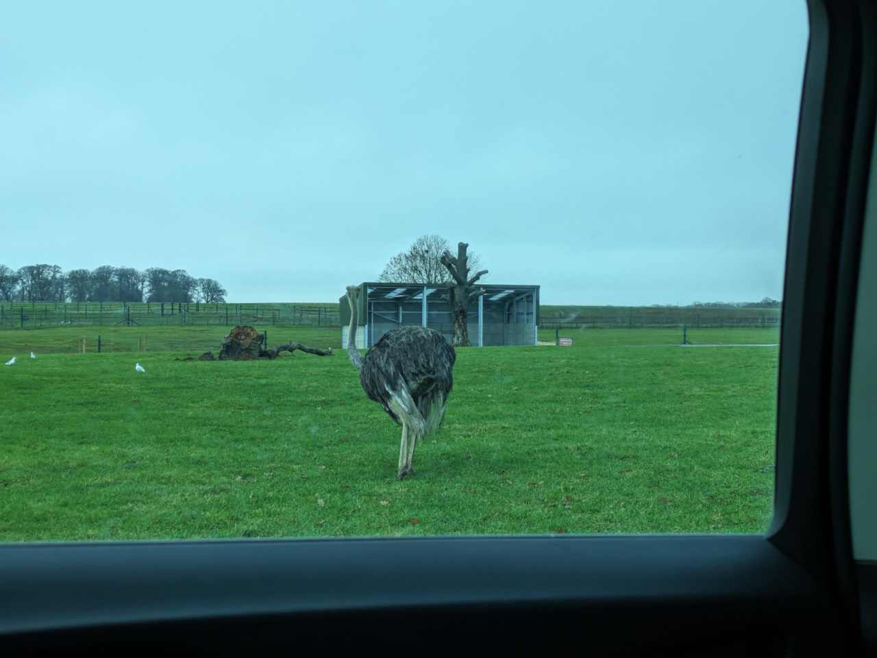 Ostrich standing on grass