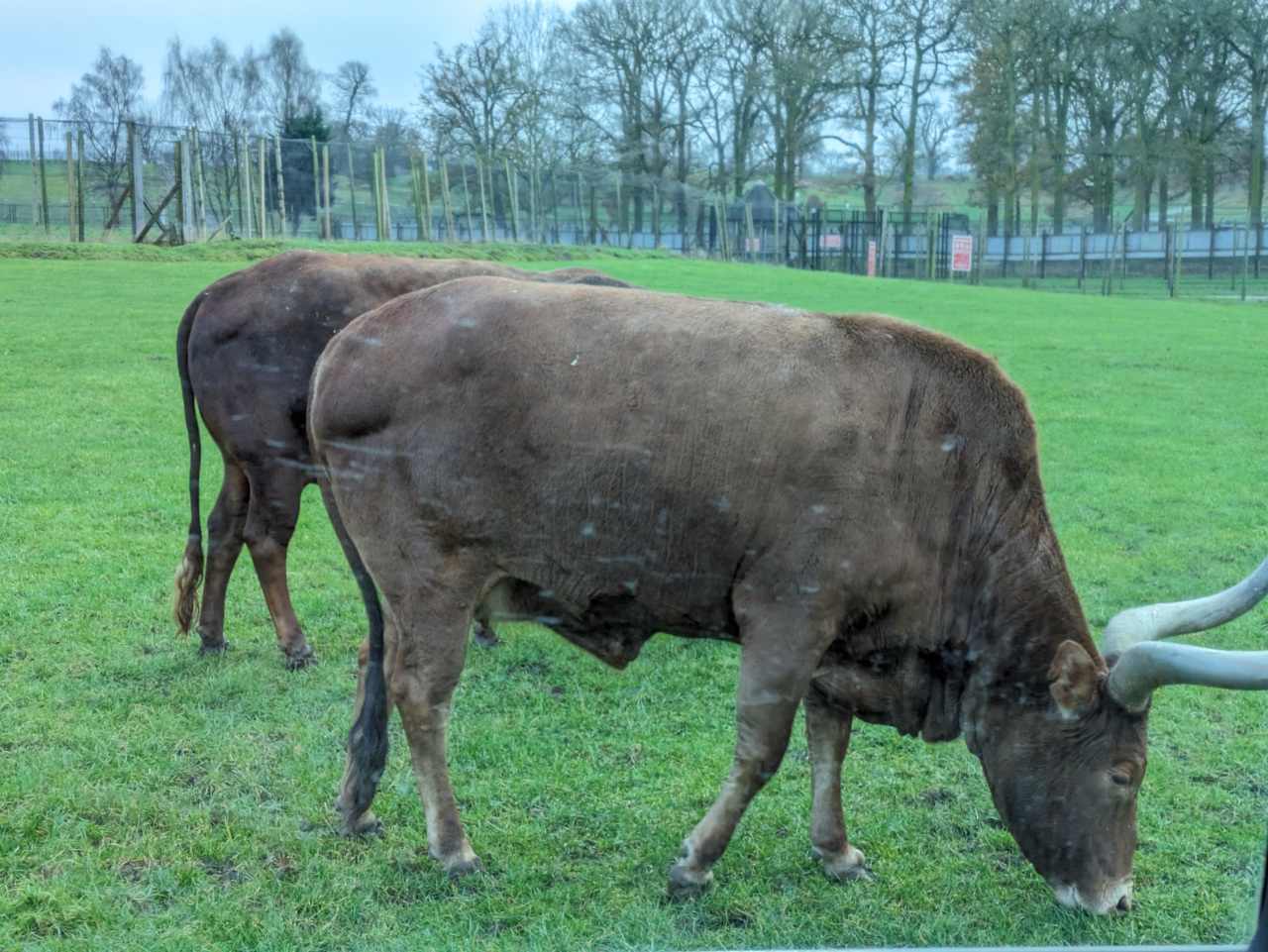 Two Ankole Cattle