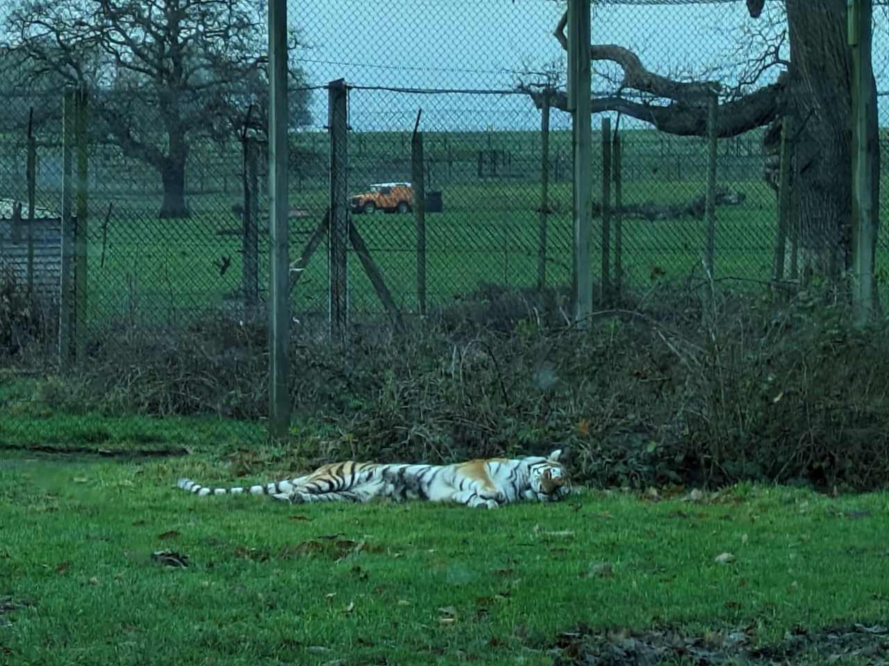 Tiger sleeping