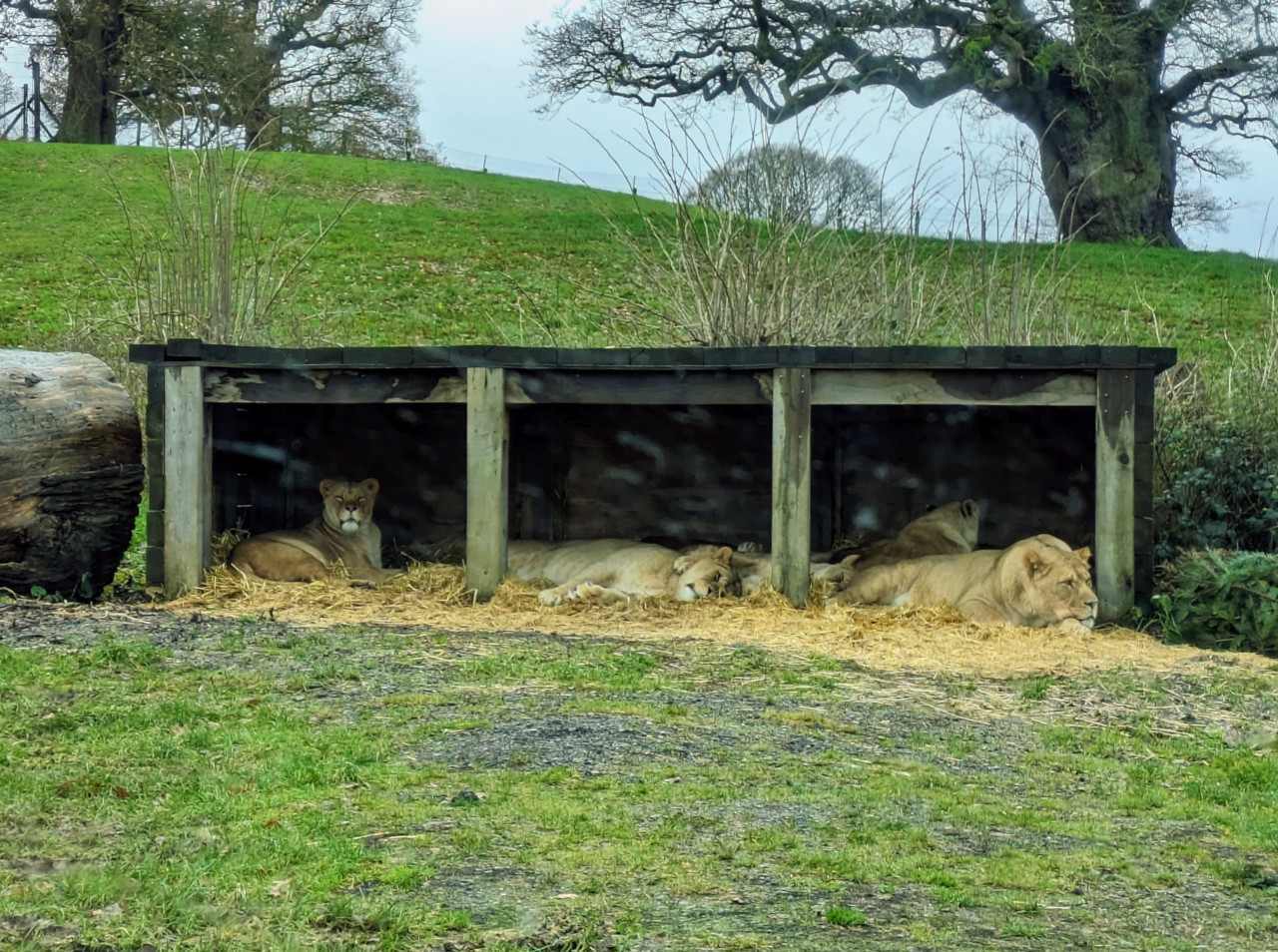 Five Lionesses in wooden shelter