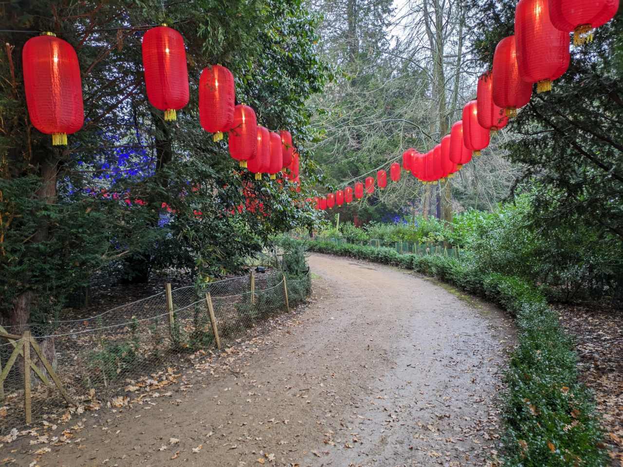 Footpath within woodlands with lit-up red lanterns.